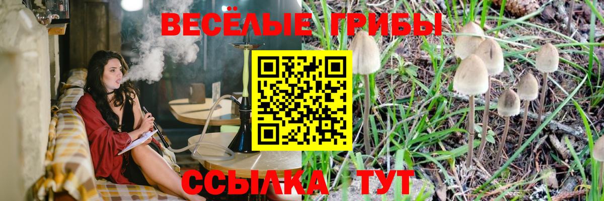 Галлюциногенные грибы Psilocybe Карталы